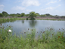 Ranch Pond